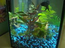 Brazil Sword,Spath , Peace Lilies
